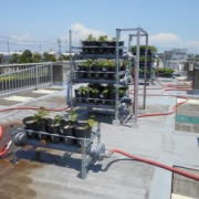 水耕栽培によるサツマイモ大規模収穫